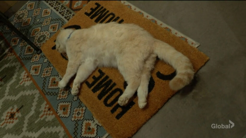 Borgnine the cat lies unmoving on the welcome mat.